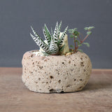 【かみ山陶器】ハオルチア EC2160