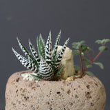 【かみ山陶器】ハオルチア EC2160