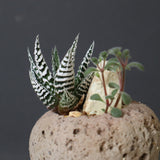 【かみ山陶器】ハオルチア EC2160