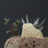 【かみ山陶器】ハオルチア EC2160