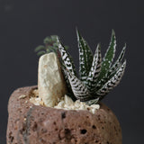 【かみ山陶器】ハオルチア EC2160