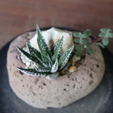 【かみ山陶器】ハオルチア EC2160