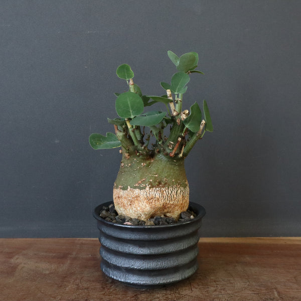 パキポディウム グラキリス 中川智治鉢付 【公式通販】