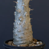 P.グラキリス（実生）403