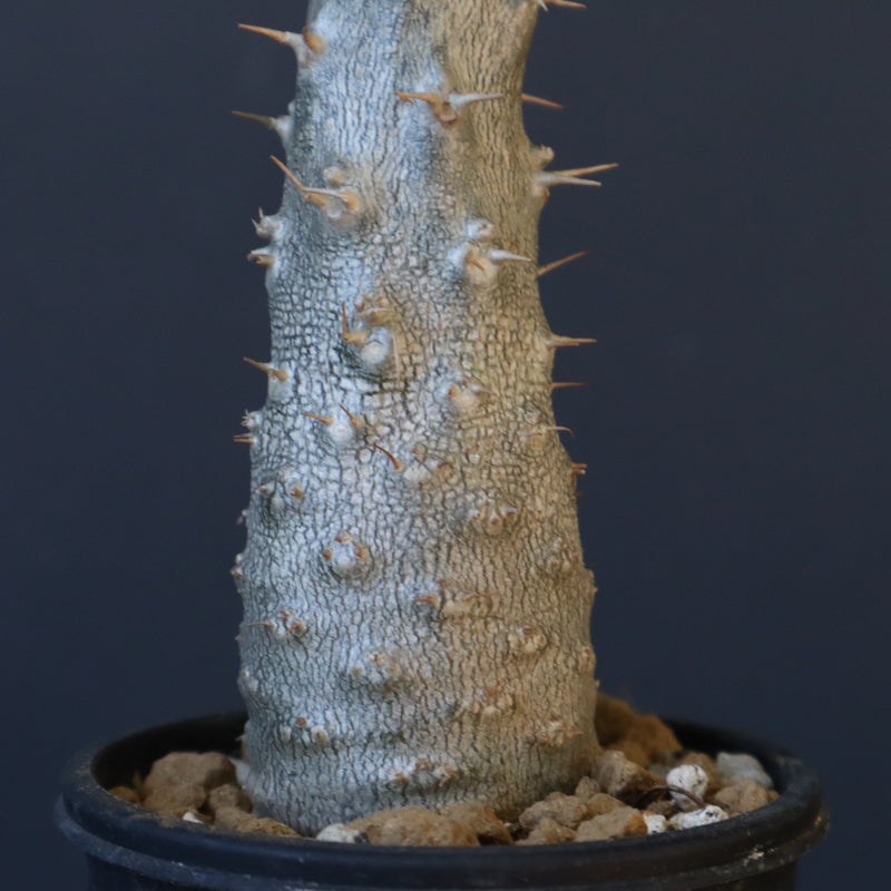 P.グラキリス（実生）403