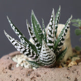 【かみ山陶器】ハオルチア EC2160