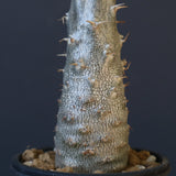 P.グラキリス（実生）403