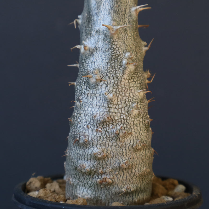 P.グラキリス（実生）403