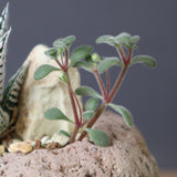 【かみ山陶器】ハオルチア EC2160