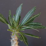 P.グラキリス（実生）403