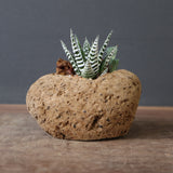 【かみ山陶器】ハオルチア EC2161