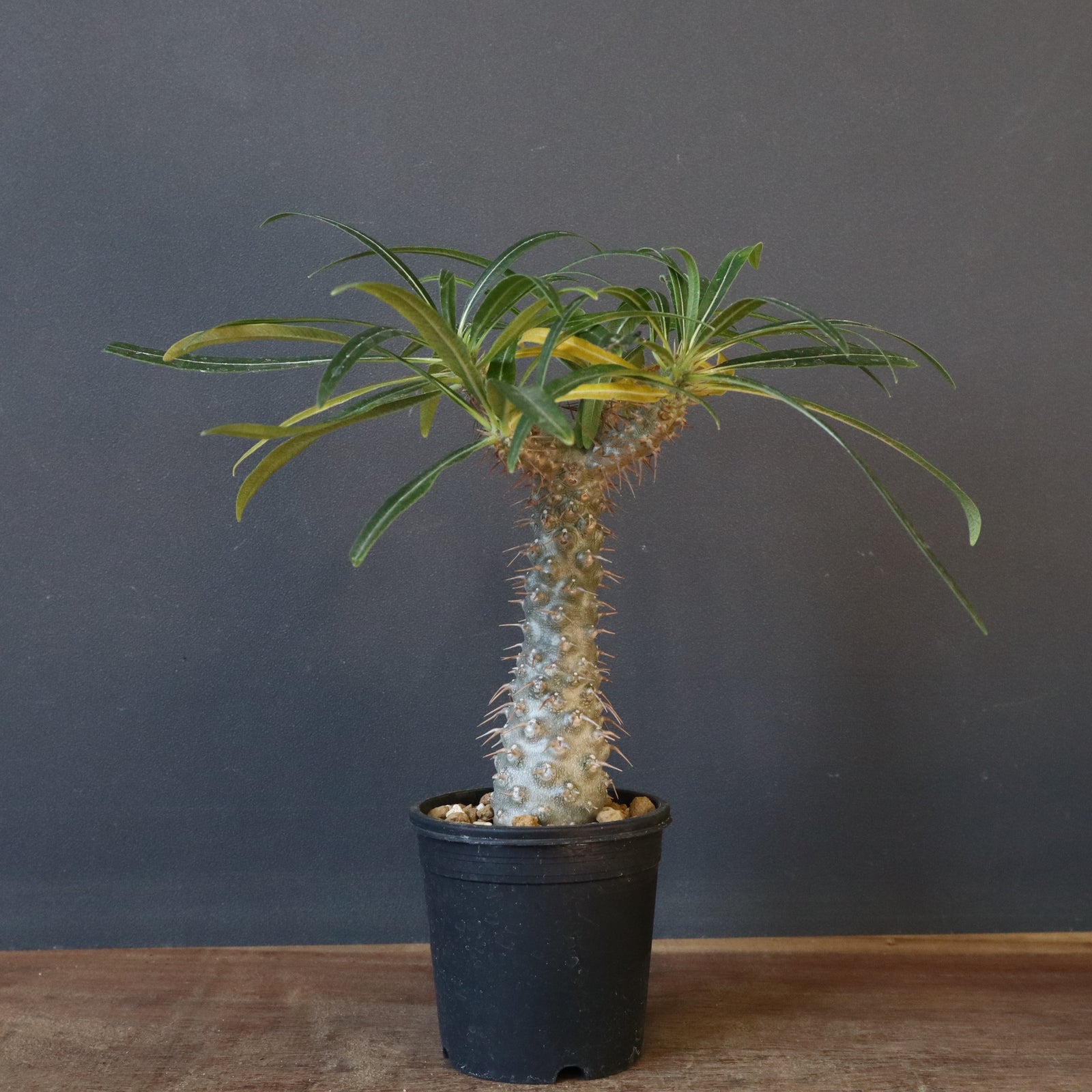 P.グラキリス（実生）308 – TaiShoDo ONLINE SHOP