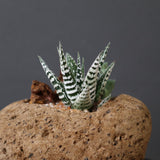 【かみ山陶器】ハオルチア EC2161