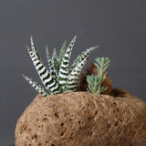 【かみ山陶器】ハオルチア EC2161