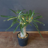 P.グラキリス（実生）308