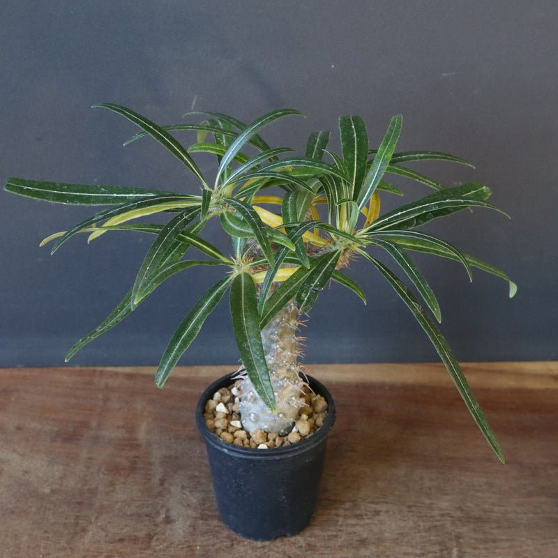 P.グラキリス（実生）308