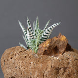 【かみ山陶器】ハオルチア EC2161