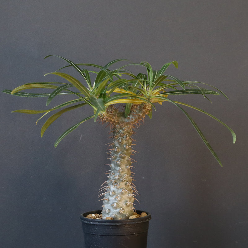 P.グラキリス（実生）308