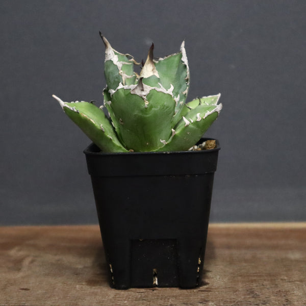 アガベ 白犀牛　EC788