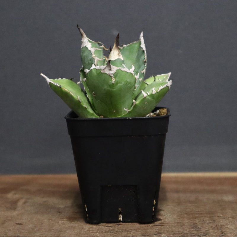 アガベ 白犀牛　EC788