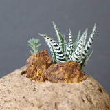 【かみ山陶器】ハオルチア EC2161