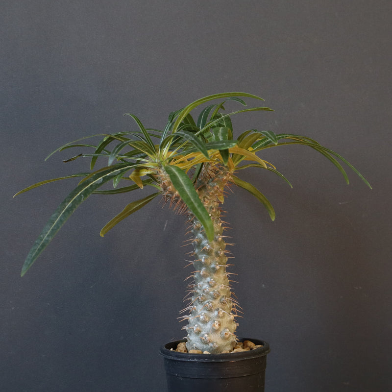 P.グラキリス（実生）308