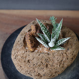 【かみ山陶器】ハオルチア EC2161