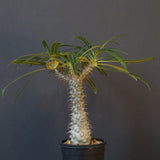 P.グラキリス（実生）308