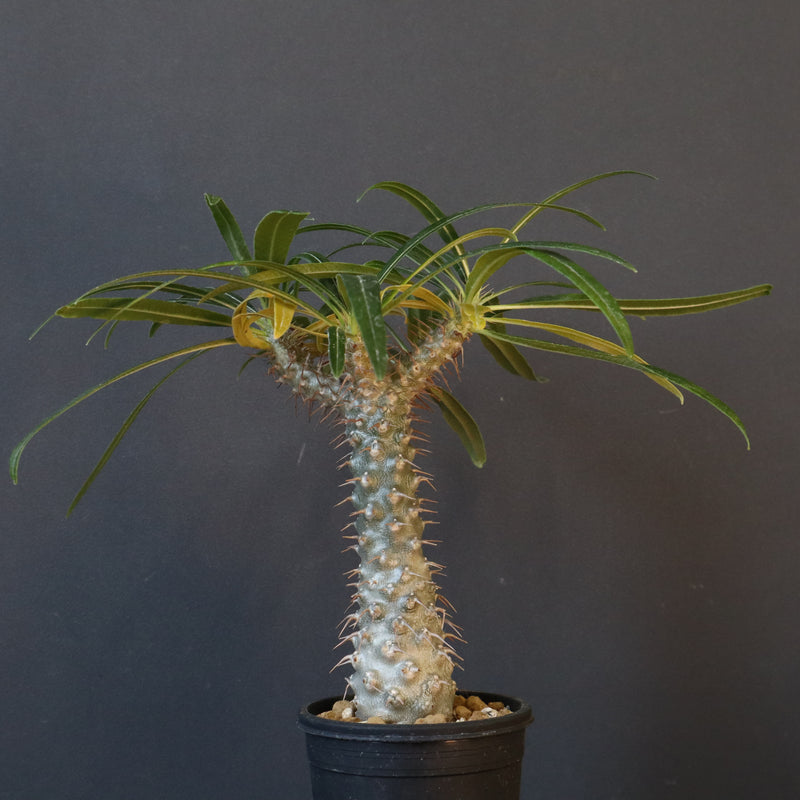 P.グラキリス（実生）308