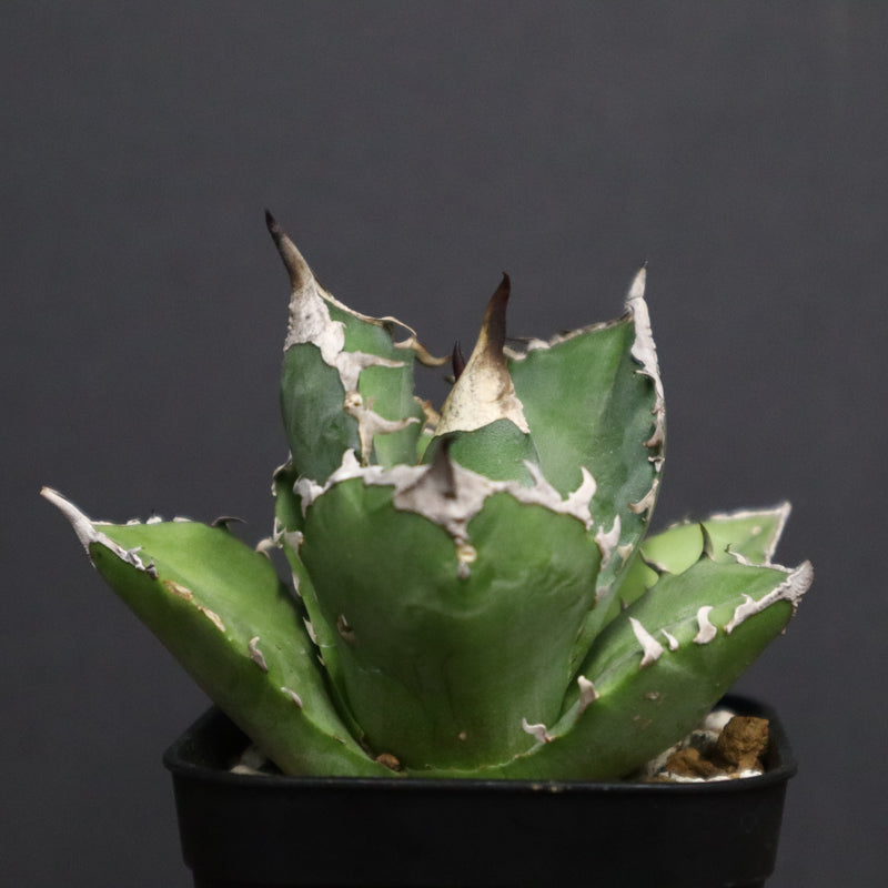 アガベ 白犀牛　EC788