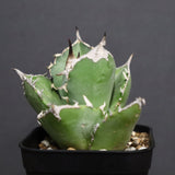 アガベ 白犀牛　EC788