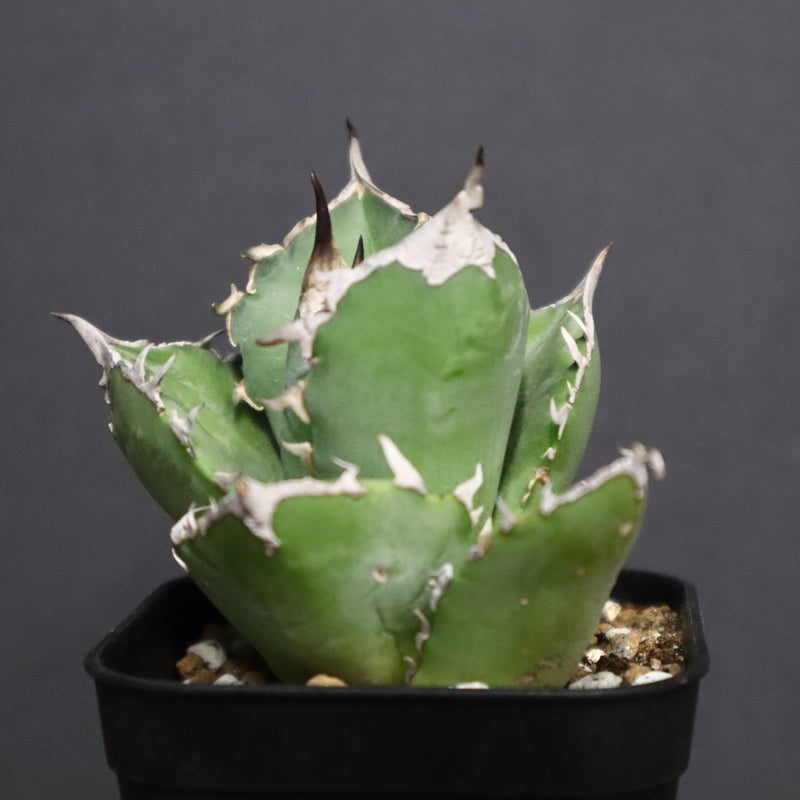 アガベ 白犀牛　EC788