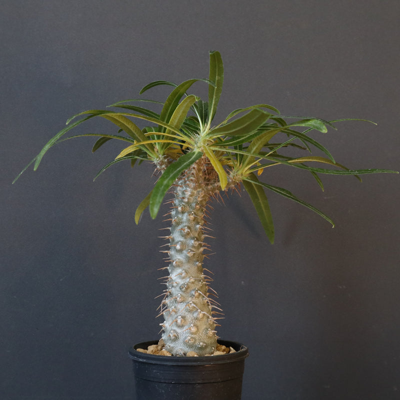 P.グラキリス（実生）308