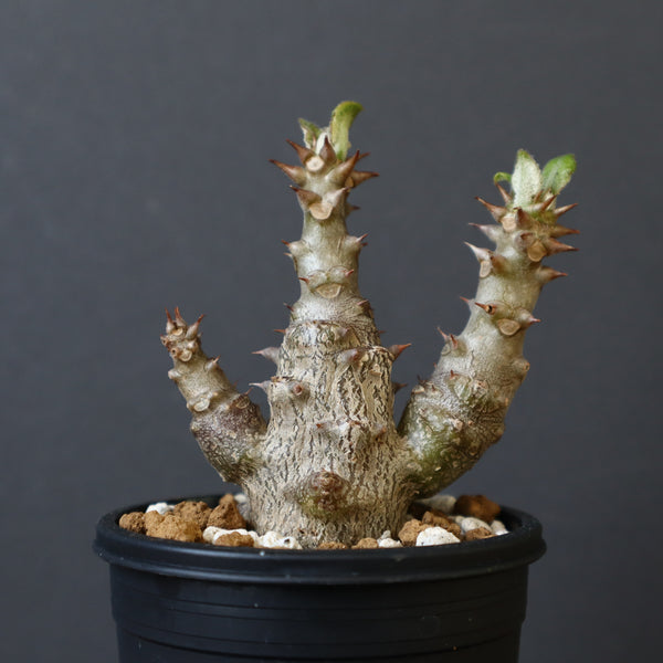 pseudobombax elipticum《XL size》※現地球発根済株※bigで丸い最