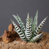 【かみ山陶器】ハオルチア EC2161