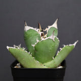 アガベ 白犀牛　EC788