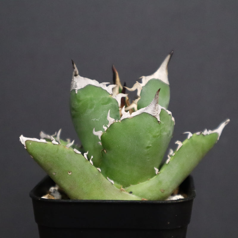 アガベ 白犀牛　EC788