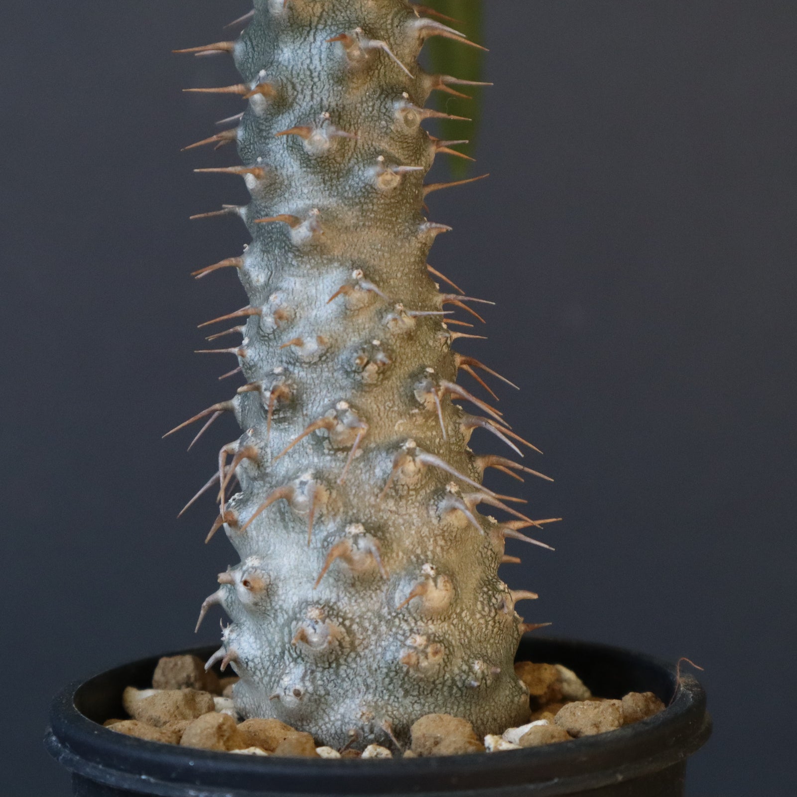 P.グラキリス（実生）308 – TaiShoDo ONLINE SHOP