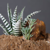 【かみ山陶器】ハオルチア EC2161