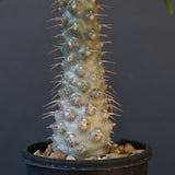 P.グラキリス（実生）308