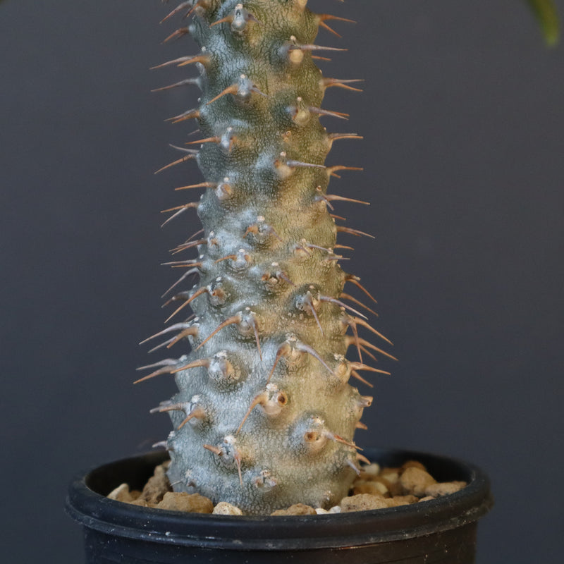 P.グラキリス（実生）308