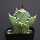 アガベ 白犀牛　EC788