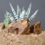 【かみ山陶器】ハオルチア EC2161