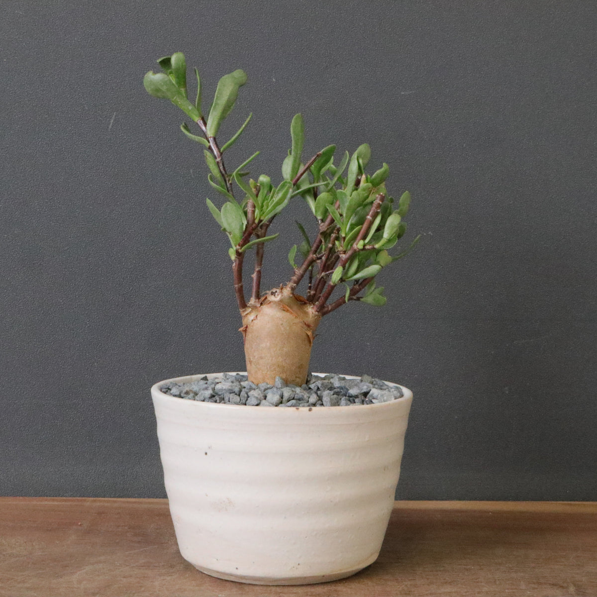 おしゃれ鉢と。 – TaiShoDo ONLINE SHOP