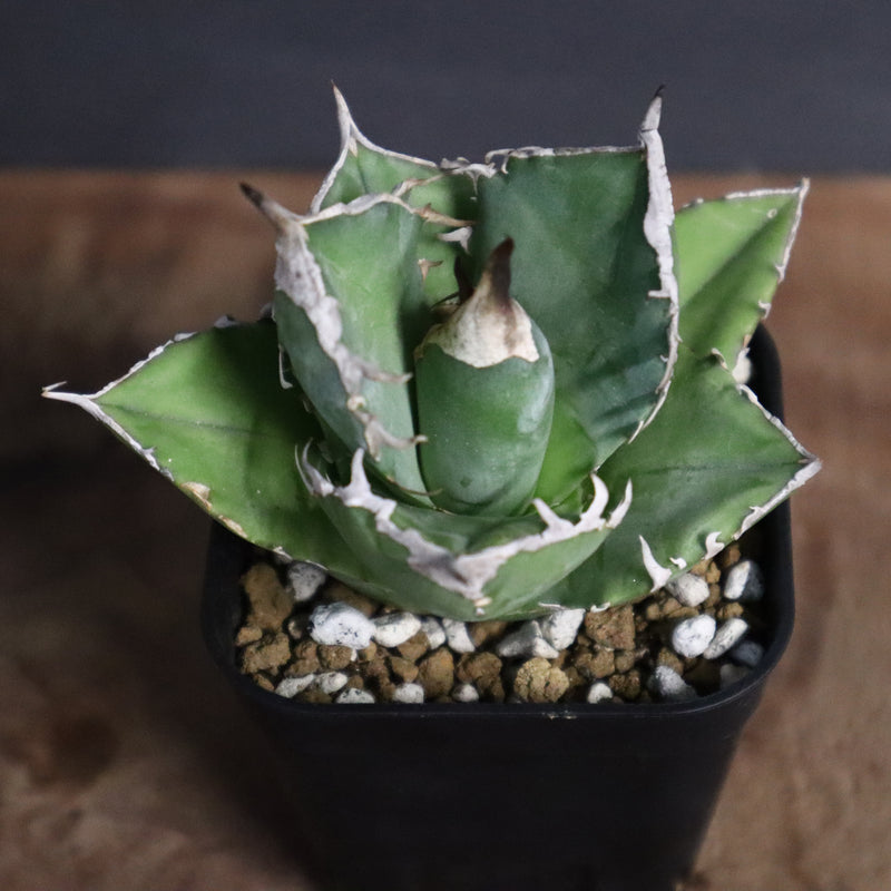 アガベ 白犀牛　EC788