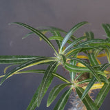 P.グラキリス（実生）308