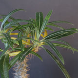 P.グラキリス（実生）308