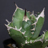 アガベ 白犀牛　EC788