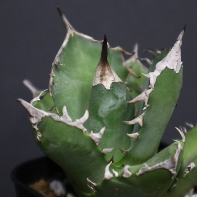 アガベ 白犀牛　EC788