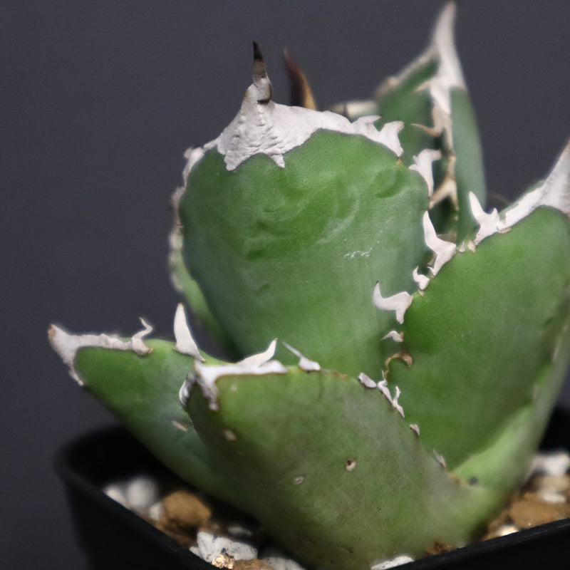 アガベ 白犀牛　EC788